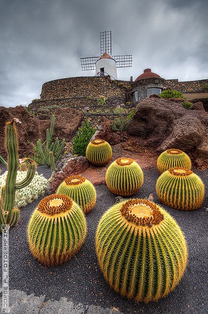 photo vu sur le jardin des cactus à lanzarote