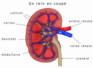 Focus organe : le rein